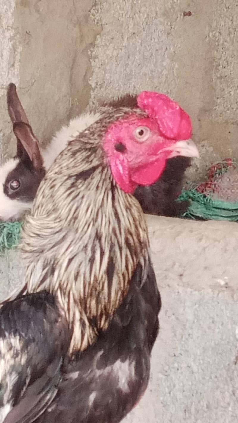 Java cock breeder 4