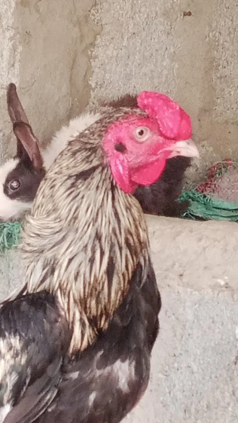 Java cock breeder — photo 5