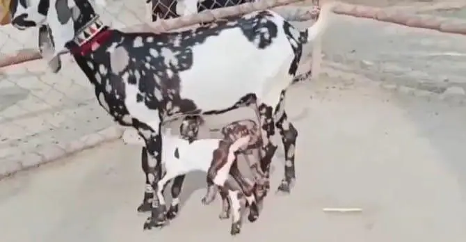 desi Bakri do bacchon wali for sale WhatsApp number 0324,2203,691 — photo 2