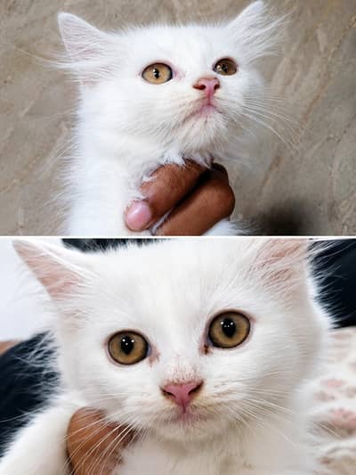 Persian Kittens (Male & Female) – 2 Months Old – Healthy