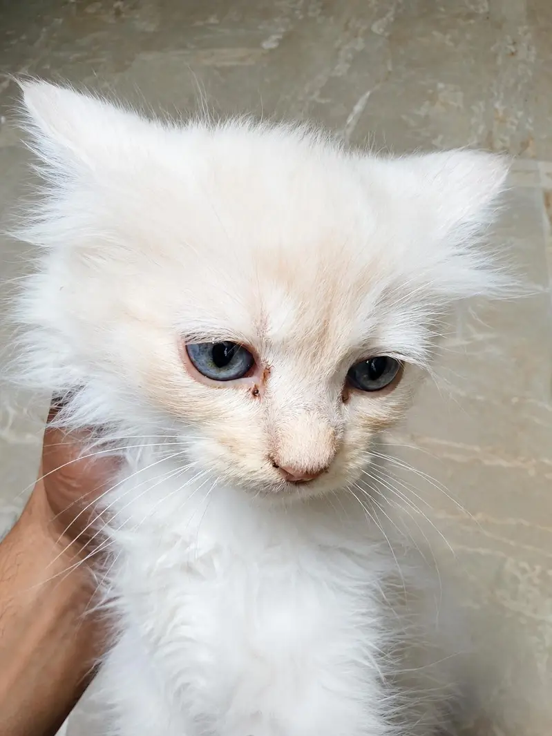 Persian Kittens (Male & Female) – 2 Months Old – Healthy — photo 2