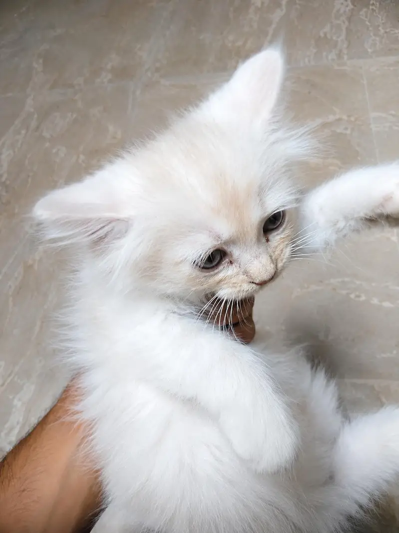 Persian Kittens (Male & Female) – 2 Months Old – Healthy — photo 3