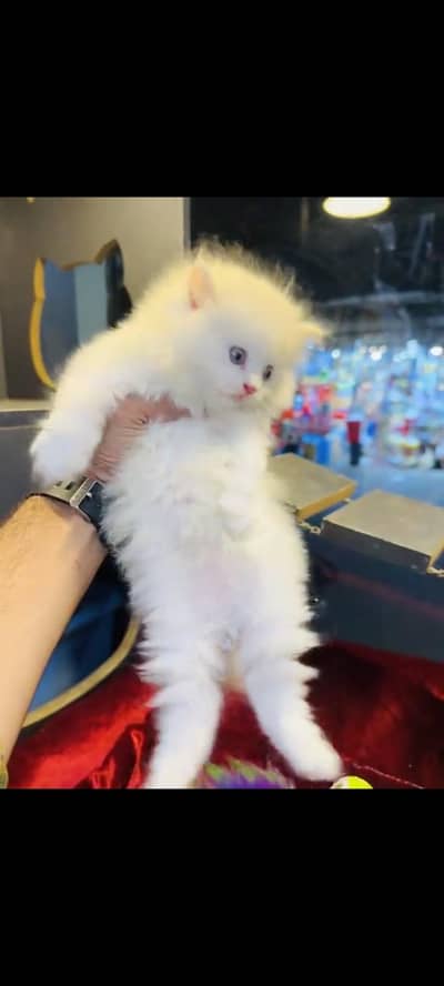 persian cat for sale MywatsapppNumber 0309-37-13-771