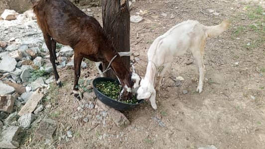 Bakri KY Sath 1 bacha for sale , Goat for sale, Goats