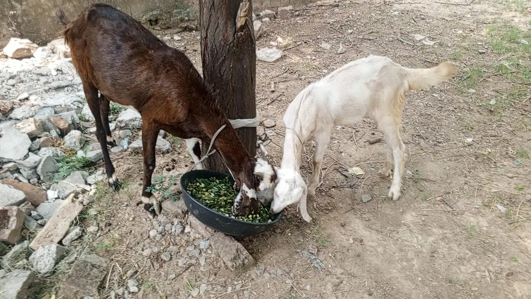 Bakri KY Sath 1 bacha for sale , Goat for sale, Goats — photo 2
