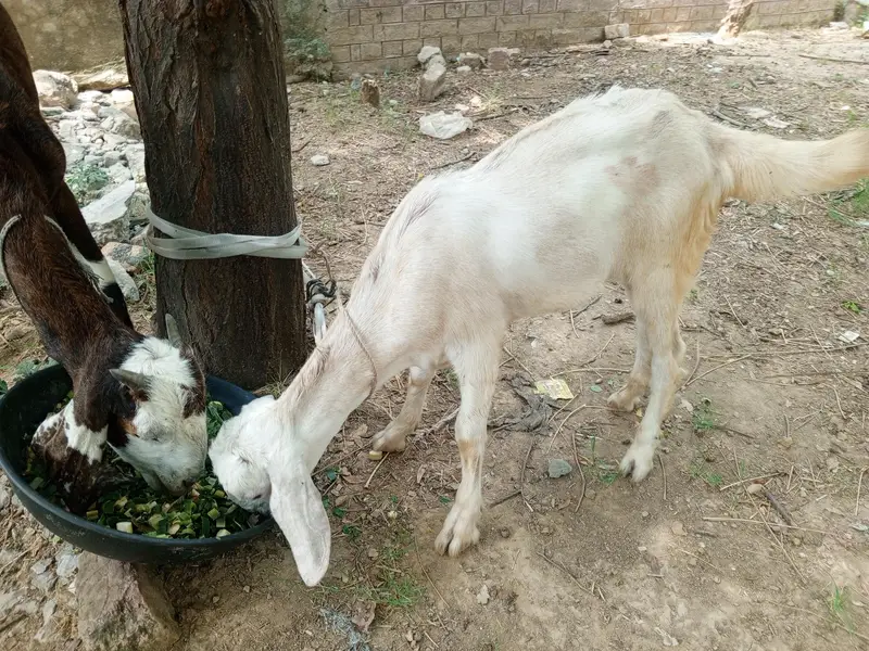 Bakri KY Sath 1 bacha for sale , Goat for sale, Goats — photo 3