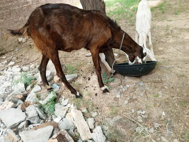 Bakri KY Sath 1 bacha for sale , Goat for sale, Goats — photo 4