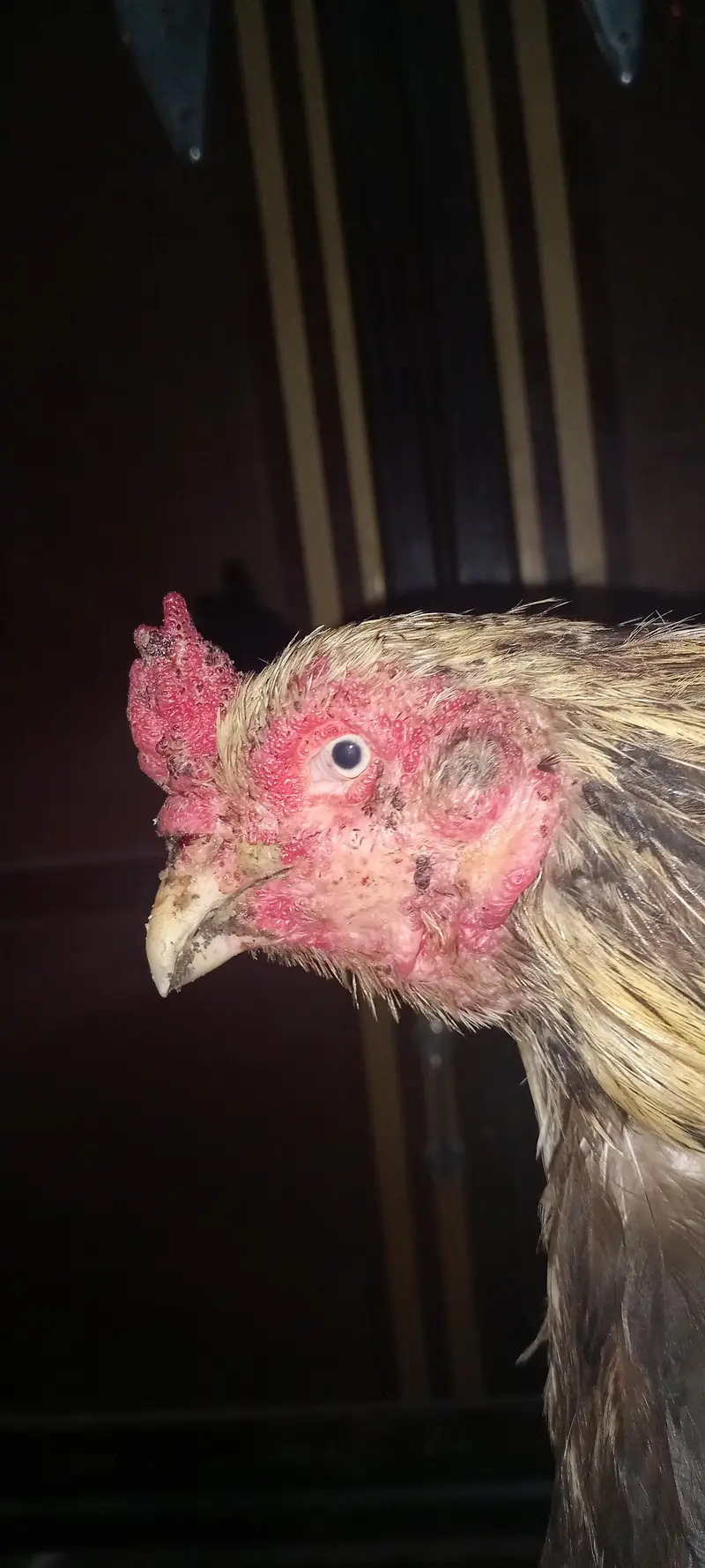 Bladder Blood line one eye — photo 3
