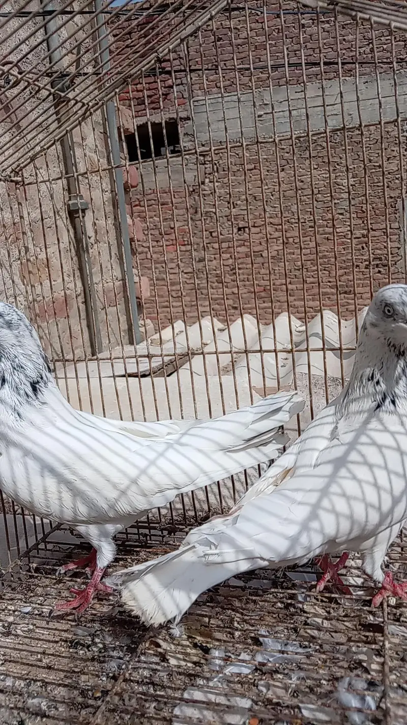 high flyer resulted pairs — photo 7