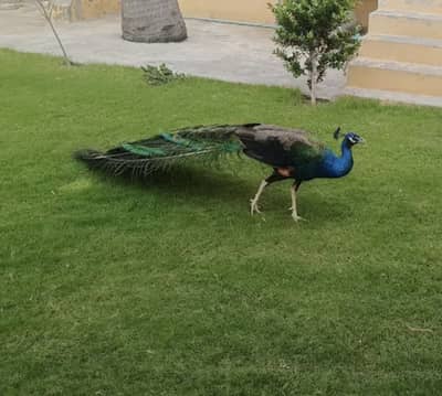 Peacock
