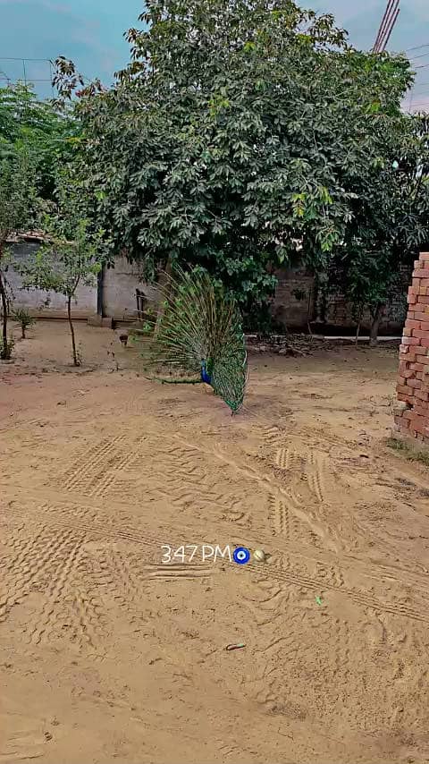 Peacock 1