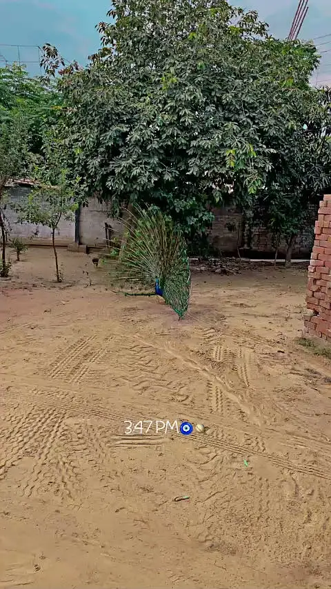 Peacock — photo 2