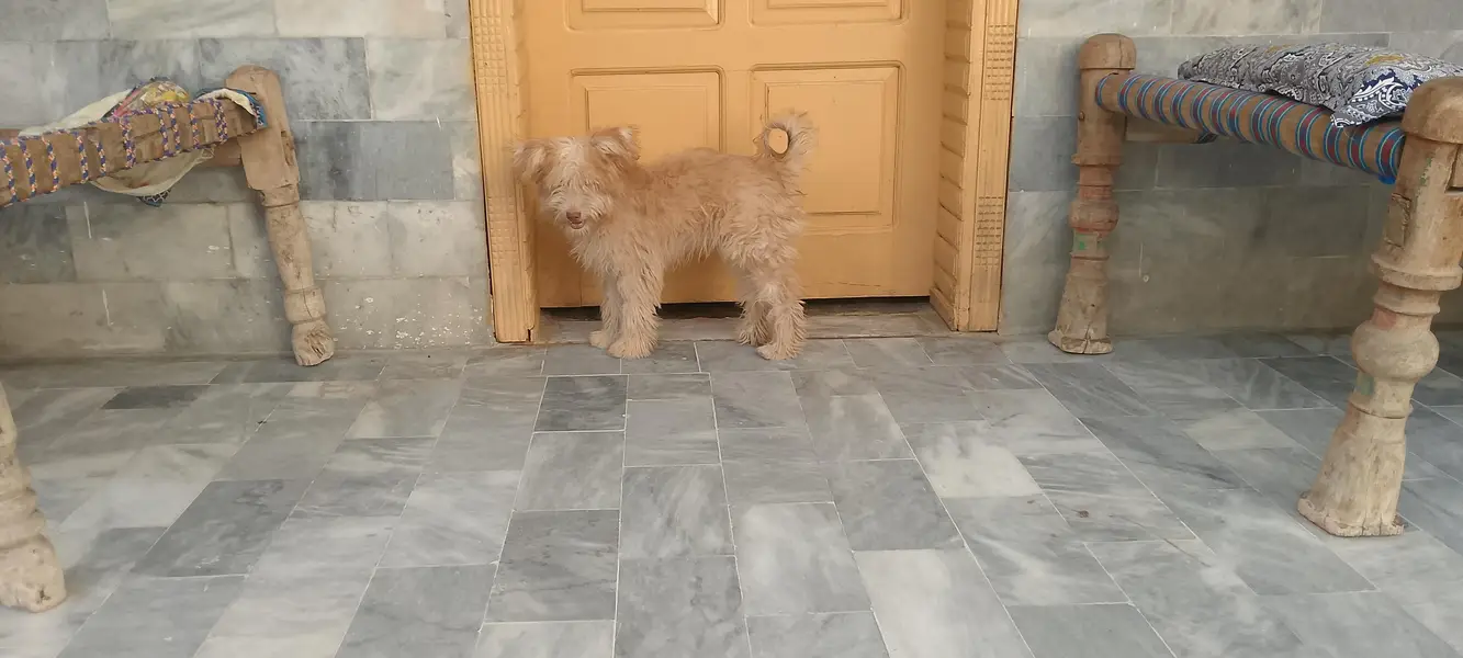 puppies — photo 2