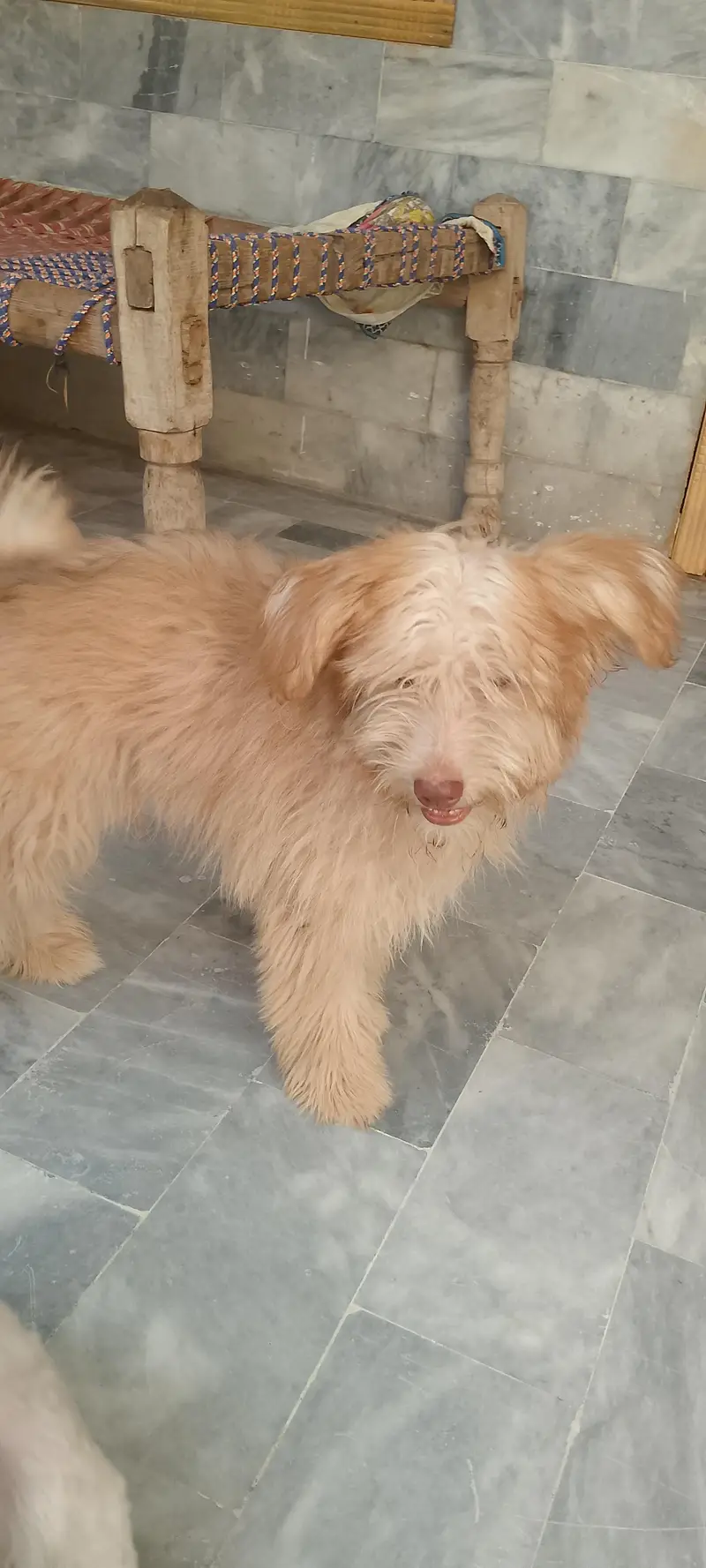 puppies — photo 3