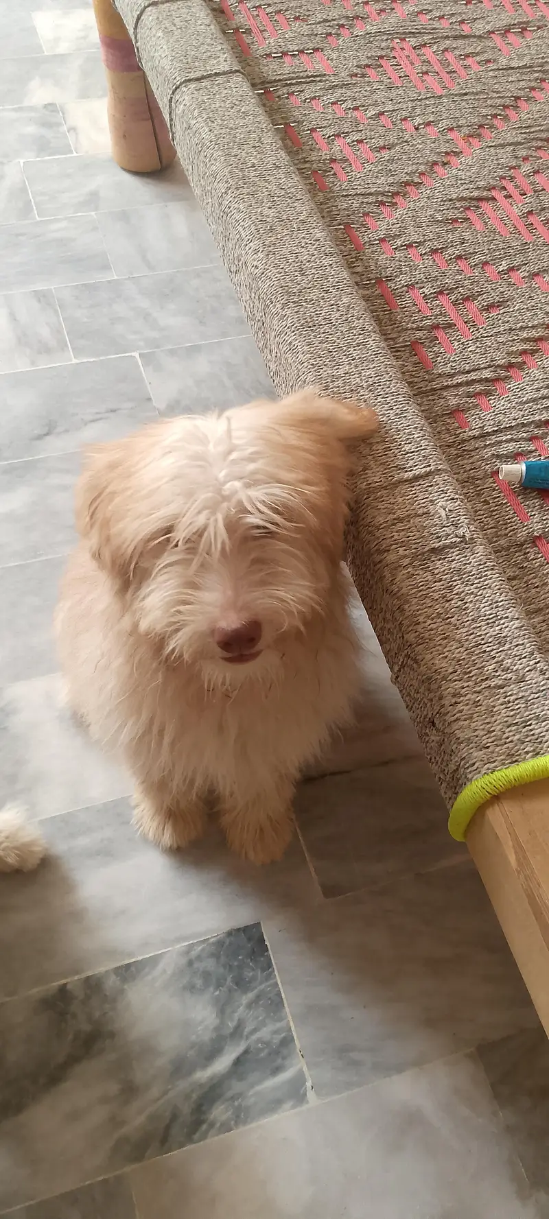 puppies — photo 4