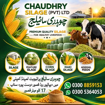 silage,corn silage,makki silage,animal feed silage,  چوہدری سائیلج