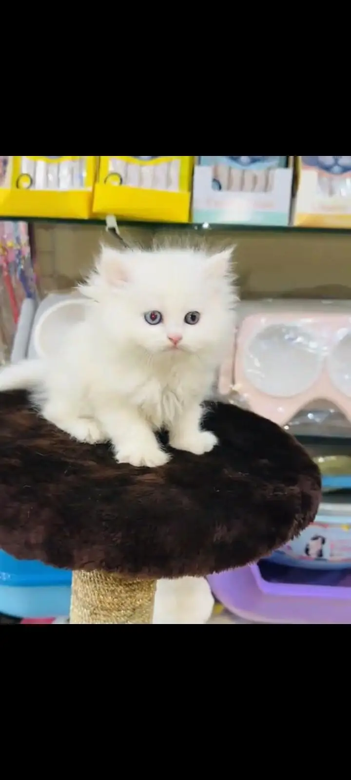 persian cat for sale MywatsapppNumber 0309-37-13-771 — photo 3