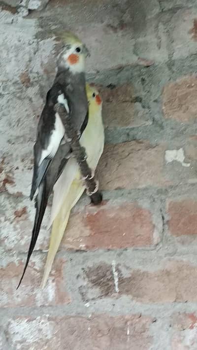cocktail parrot for sale