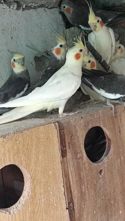 cocktail parrot for sale