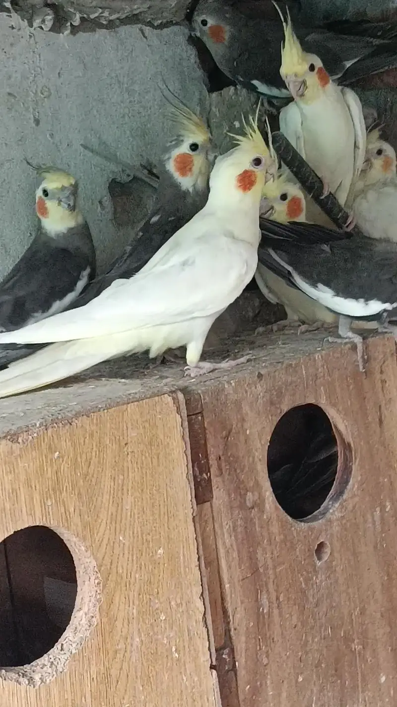 cocktail parrot for sale — photo 3