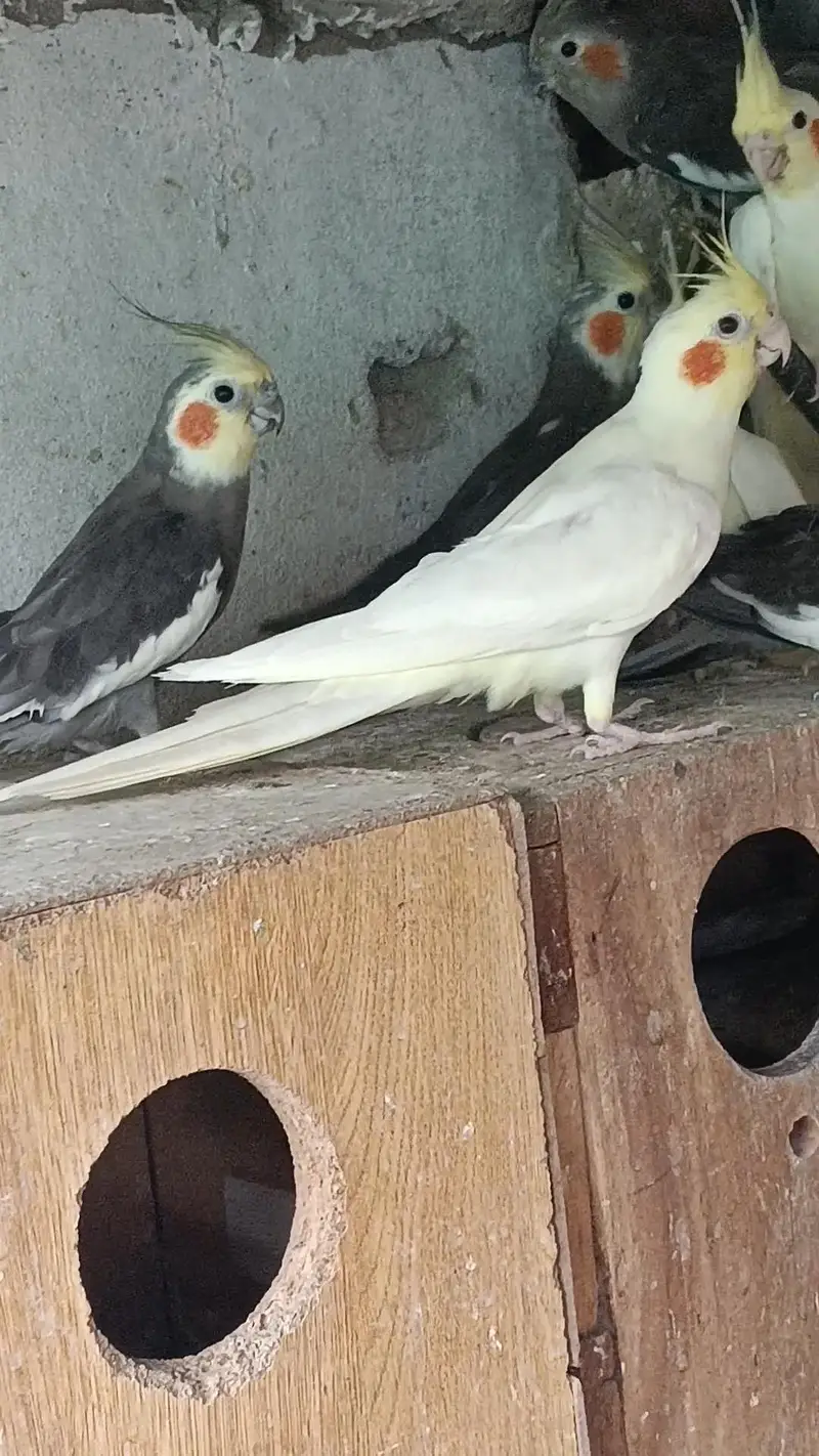 cocktail parrot for sale — photo 4