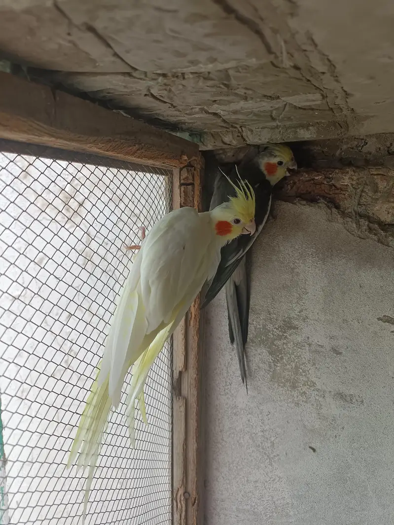 cocktail parrot for sale — photo 6