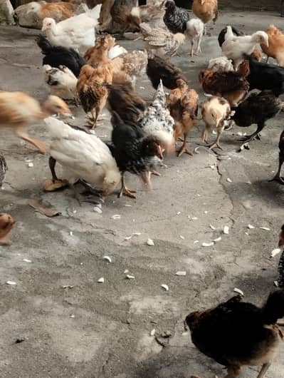 Golden misri chicks