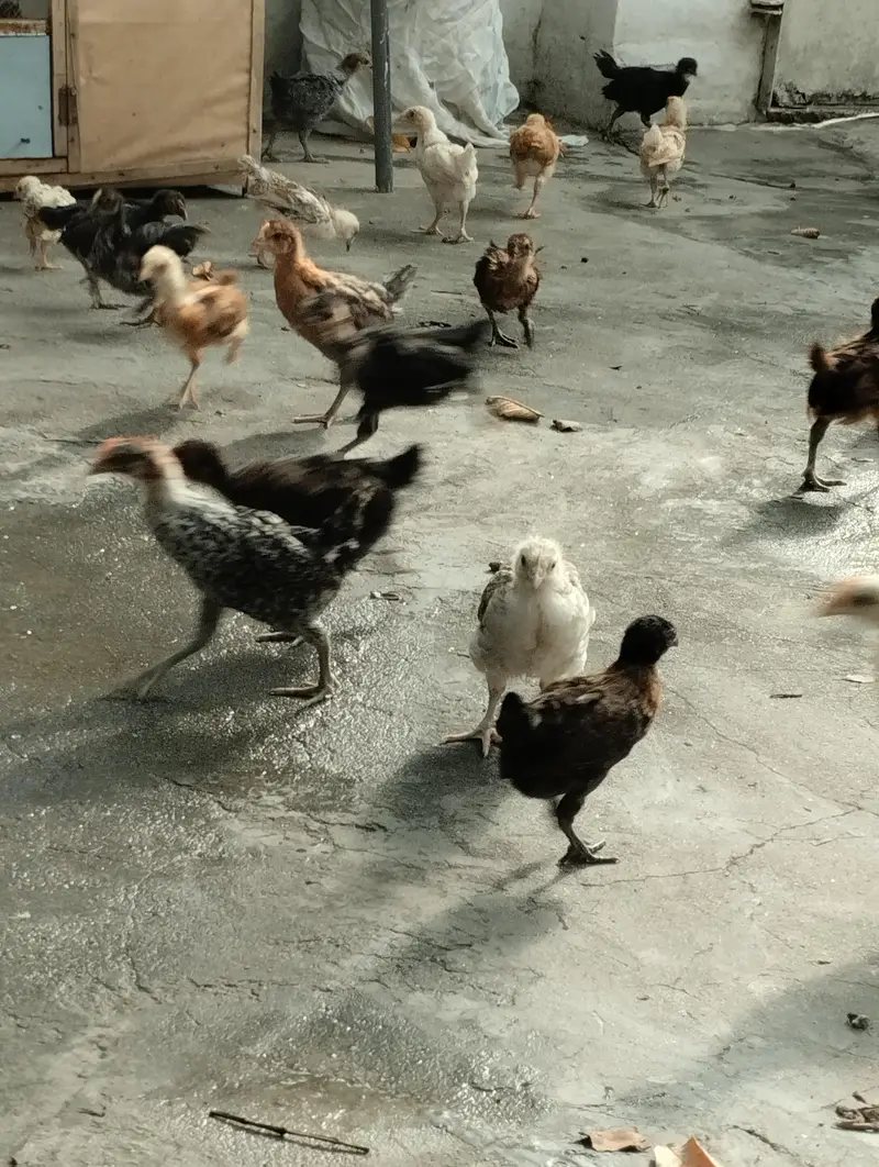 Golden misri chicks — photo 2