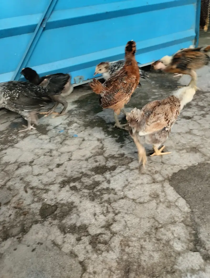 Golden misri chicks — photo 3