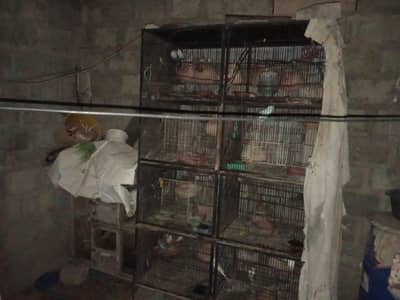 Iron Cage
