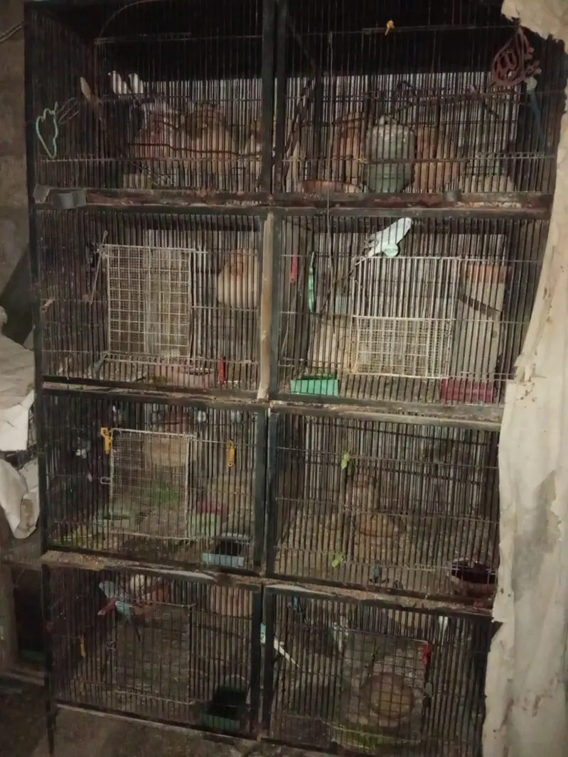 Iron Cage — photo 2