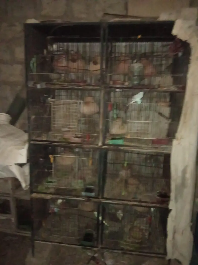 Iron Cage — photo 3
