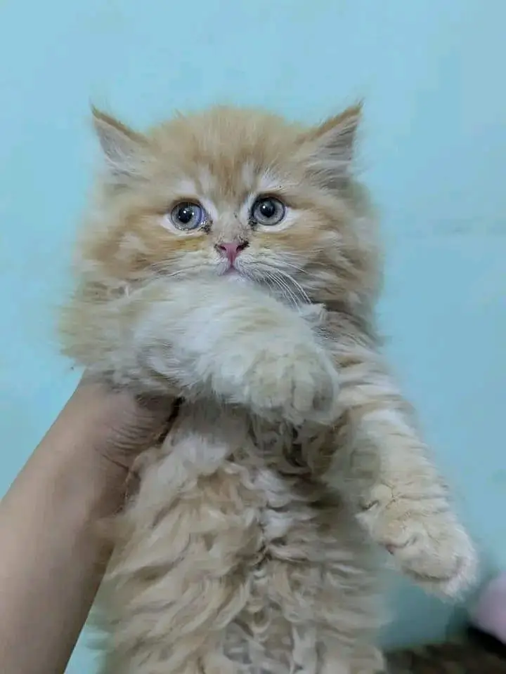 Quality Persian Kittens 3 Coated \/\/atsp 03 | 40 | 482 | 6941:-P =-O — photo 3
