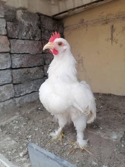 2 white bantam male