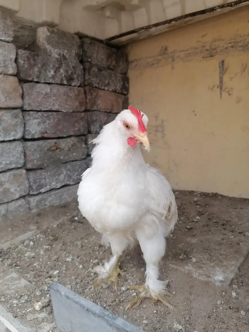 2 white bantam male — photo 2