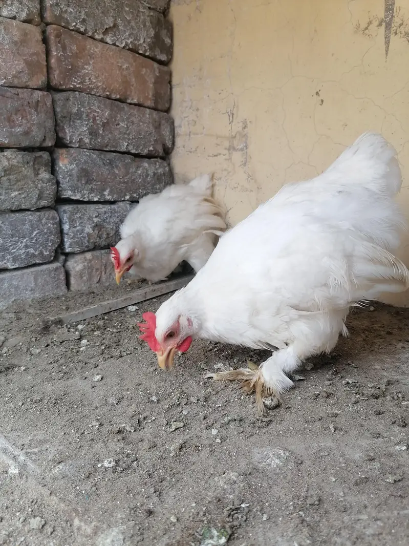 2 white bantam male — photo 3