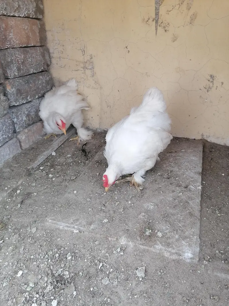 2 white bantam male — photo 4