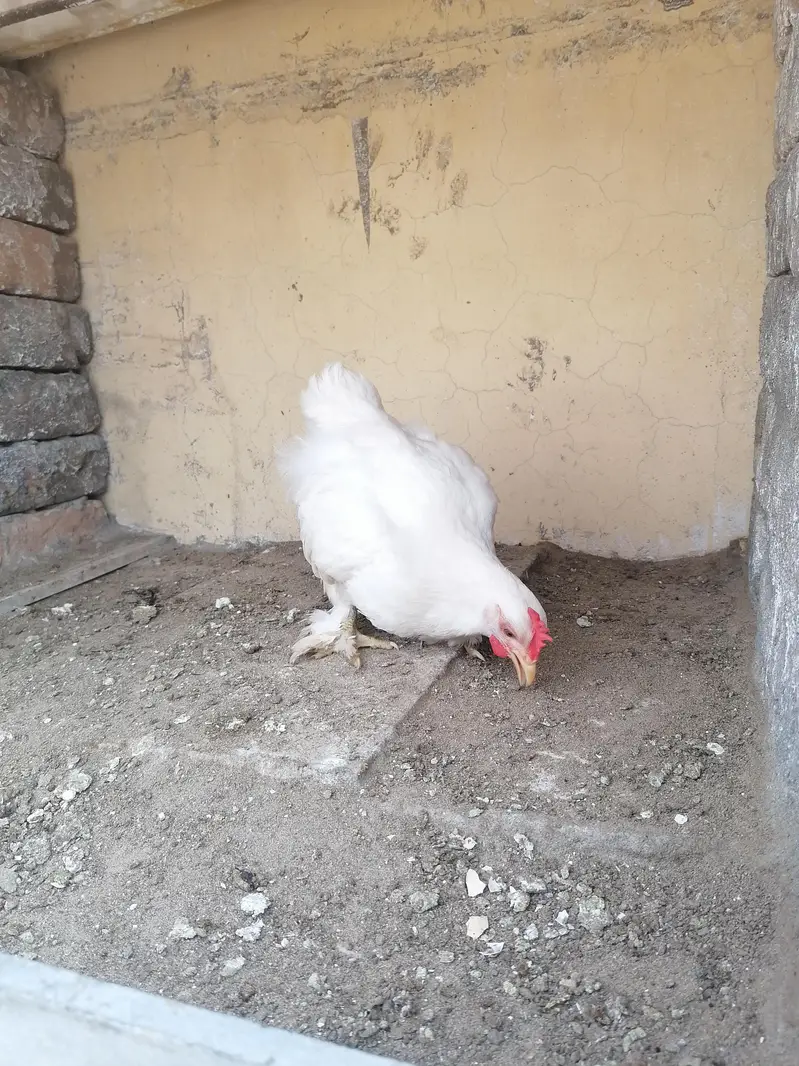 2 white bantam male — photo 5