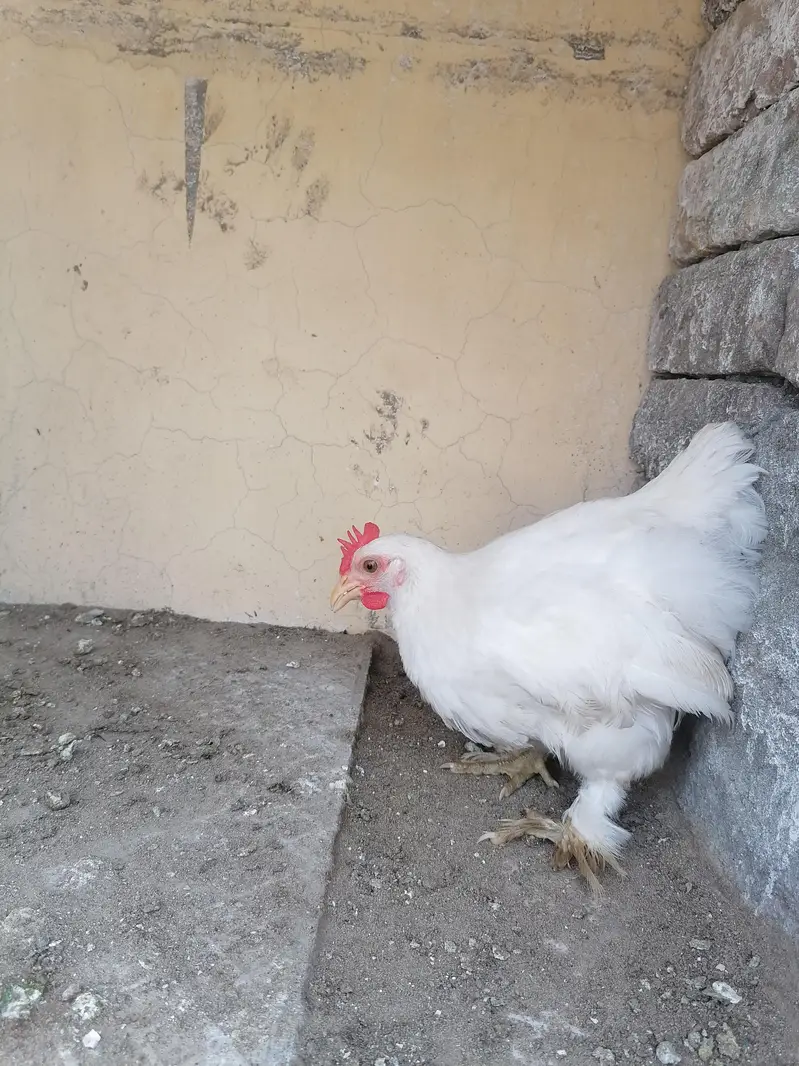2 white bantam male — photo 6