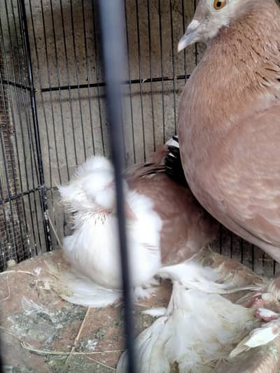 fancy pigeon. trumpeter Bukhara chicks