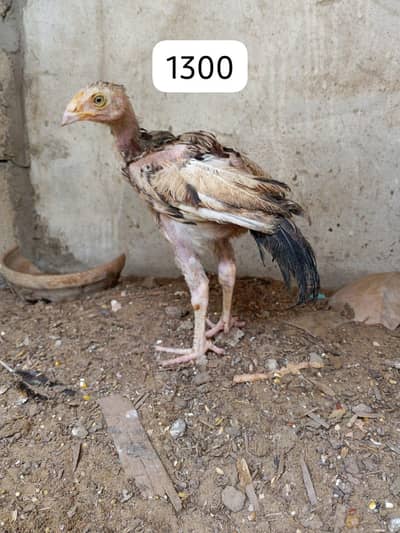 1 murga ,2 murgiyan ,2 chicks wattsapp no:+92 370 0335378