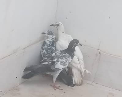 3 pegions urgent sale krny hn