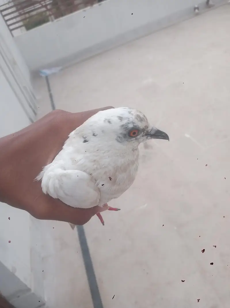 3 pegions urgent sale krny hn — photo 3