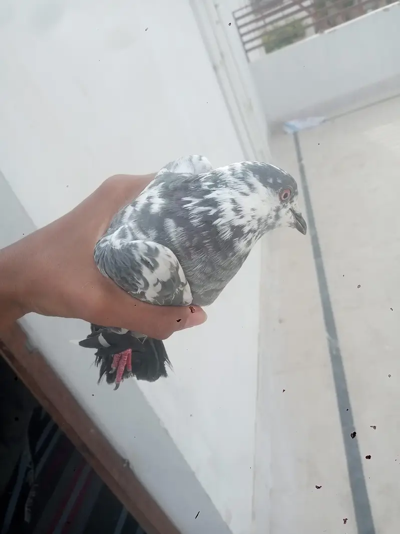 3 pegions urgent sale krny hn — photo 5