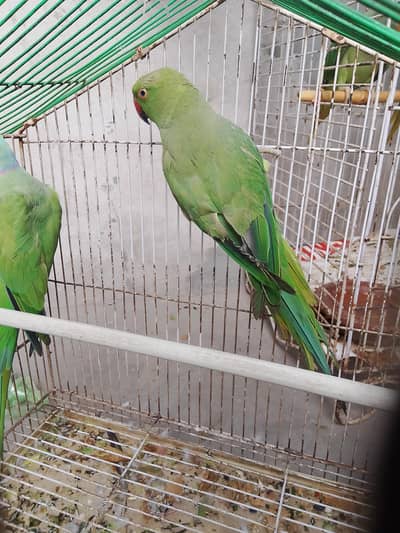 breeder