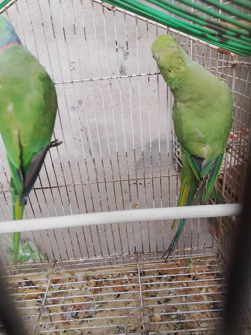breeder 1