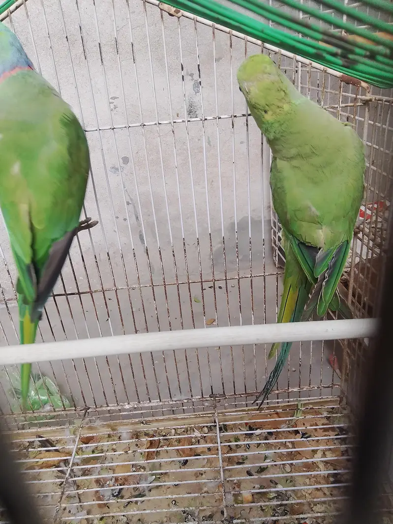 breeder — photo 2