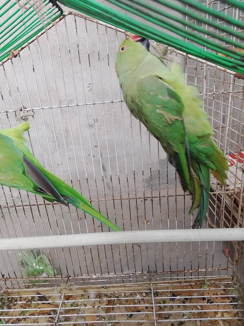 breeder 2