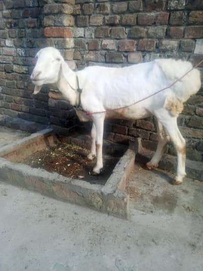 healthy female sheep for sale