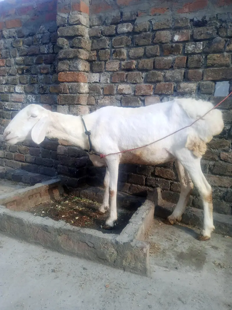 healthy female sheep for sale — photo 2